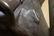 L. Carvin signed 21" bronze figure of a crowing Rooster - 6