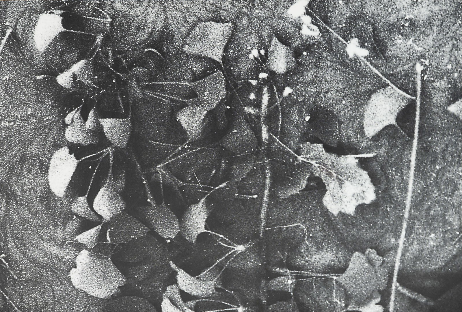 Dahn, Walter: Dahn, Walter St. Tönis, 1954 - Köln, 2024 25,5 x 37,5 cm, R. "Five Green Sweaters", 1992. Photograph on heavy paper. Signed, dated, numbered and inscribed “5/10 (a.p.)” on the
