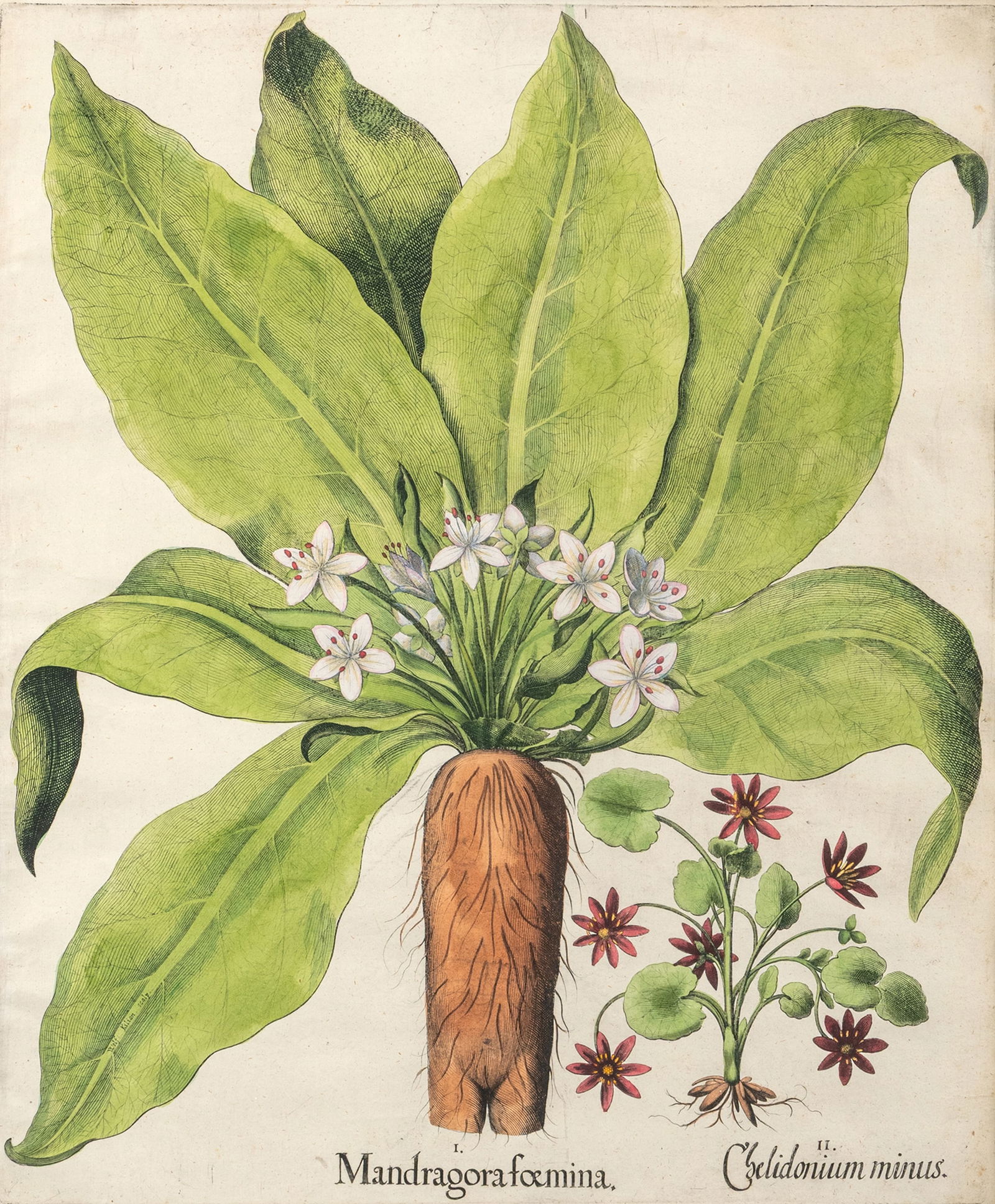 Hortus Eystettensis: Hortus Eystettensis 17/18th ct. ca. 48 x 40 cm, R. Flos Solis prolifer. Flos Solis maior. Madragora foemina. 3 coloured copper engravings. Traces due to age.Hortus Eystettensis 17./18. Jhdt. ca. 48 x