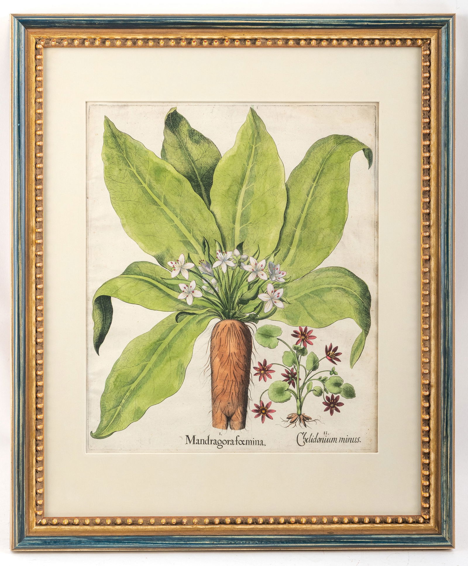 Hortus Eystettensis - 2