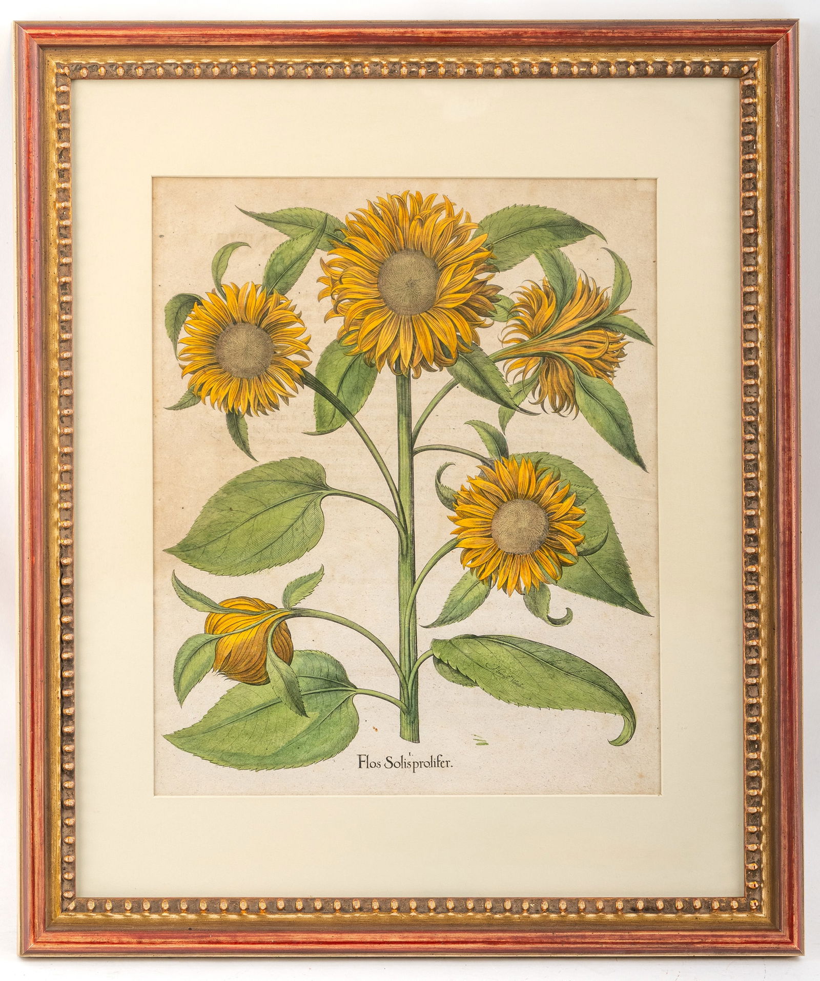 Hortus Eystettensis - 3