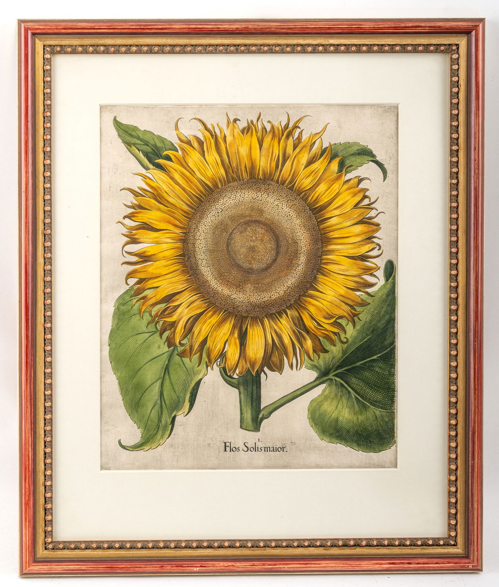 Hortus Eystettensis - 4