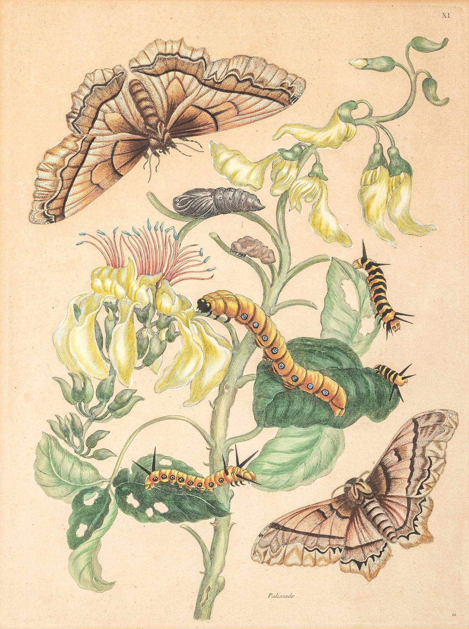 Merian, Maria Sibylla (after): Merian, Maria Sibylla (after) 1647 - 1717 38 x 28 cm Palissade. 1 Bl. coloured copper engraving. Plate 11 from Metamorphosis Insectorum Surinamensium. Traces due to age.Merian, Maria Sibylla (nach)