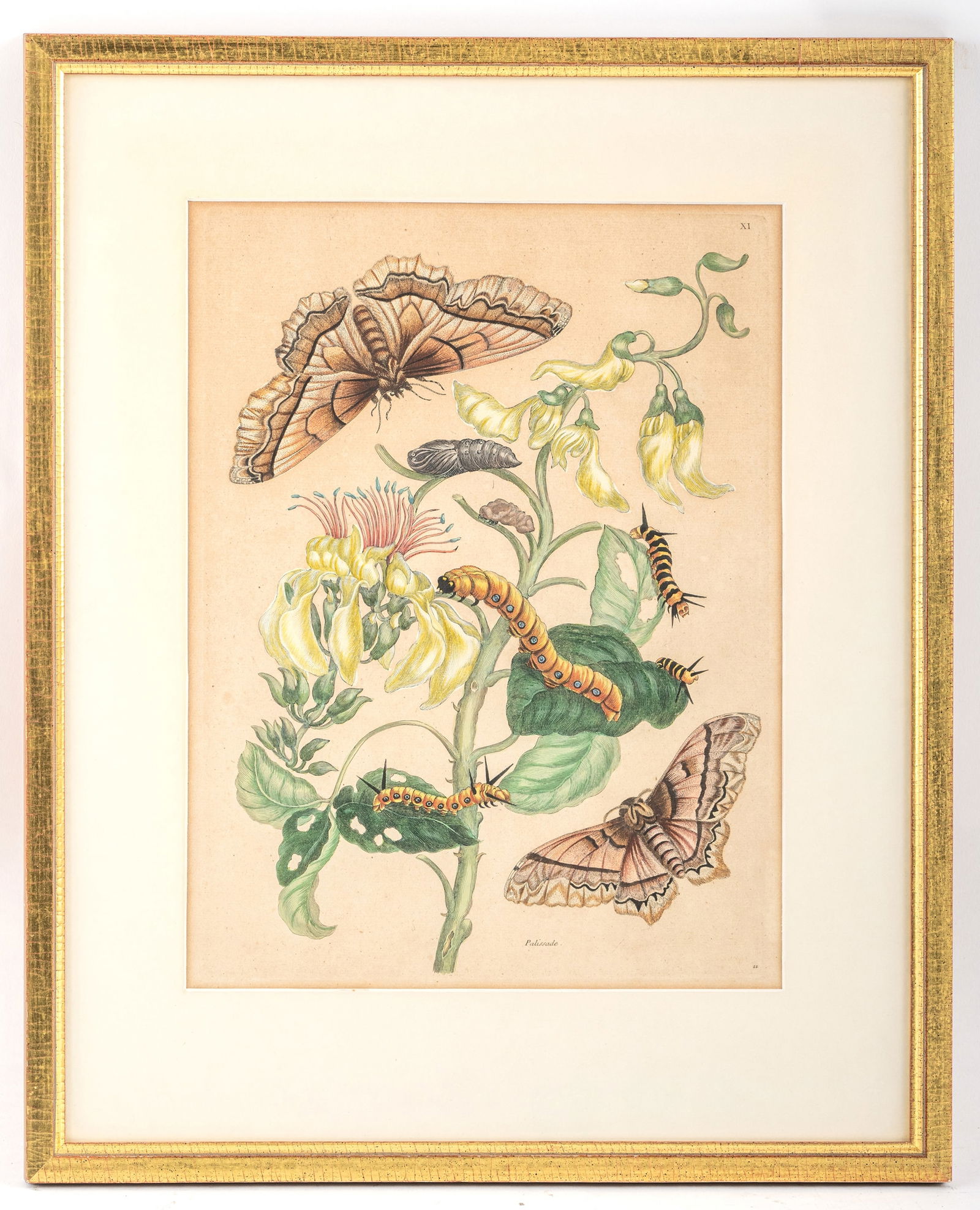 Merian, Maria Sibylla (after) - 2