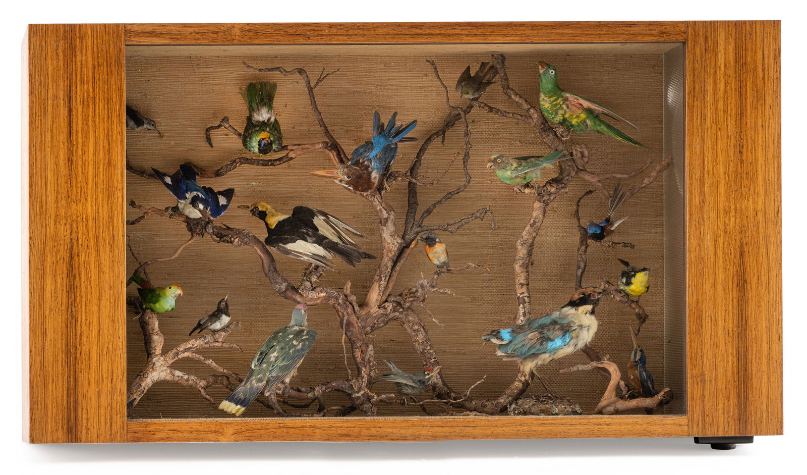 A DISPLAY CASE WITH STUFFED BIRDS: A DISPLAY CASE WITH STUFFED BIRDS Germany, 1960ies 60 x 111 x 23 cm Rectangular wooden box with glass front, side lighting, fitted for electricity (not tested). Inside, on branch structures, 17