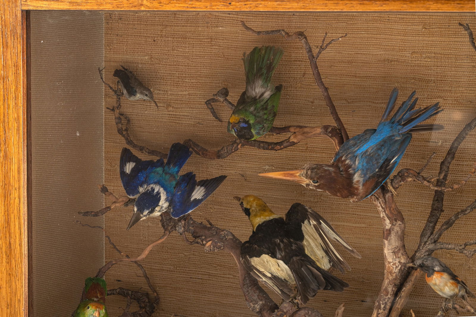 A DISPLAY CASE WITH STUFFED BIRDS - 2