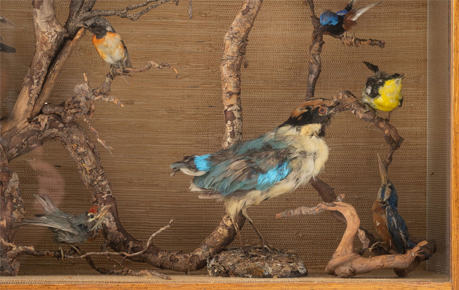 A DISPLAY CASE WITH STUFFED BIRDS - 3