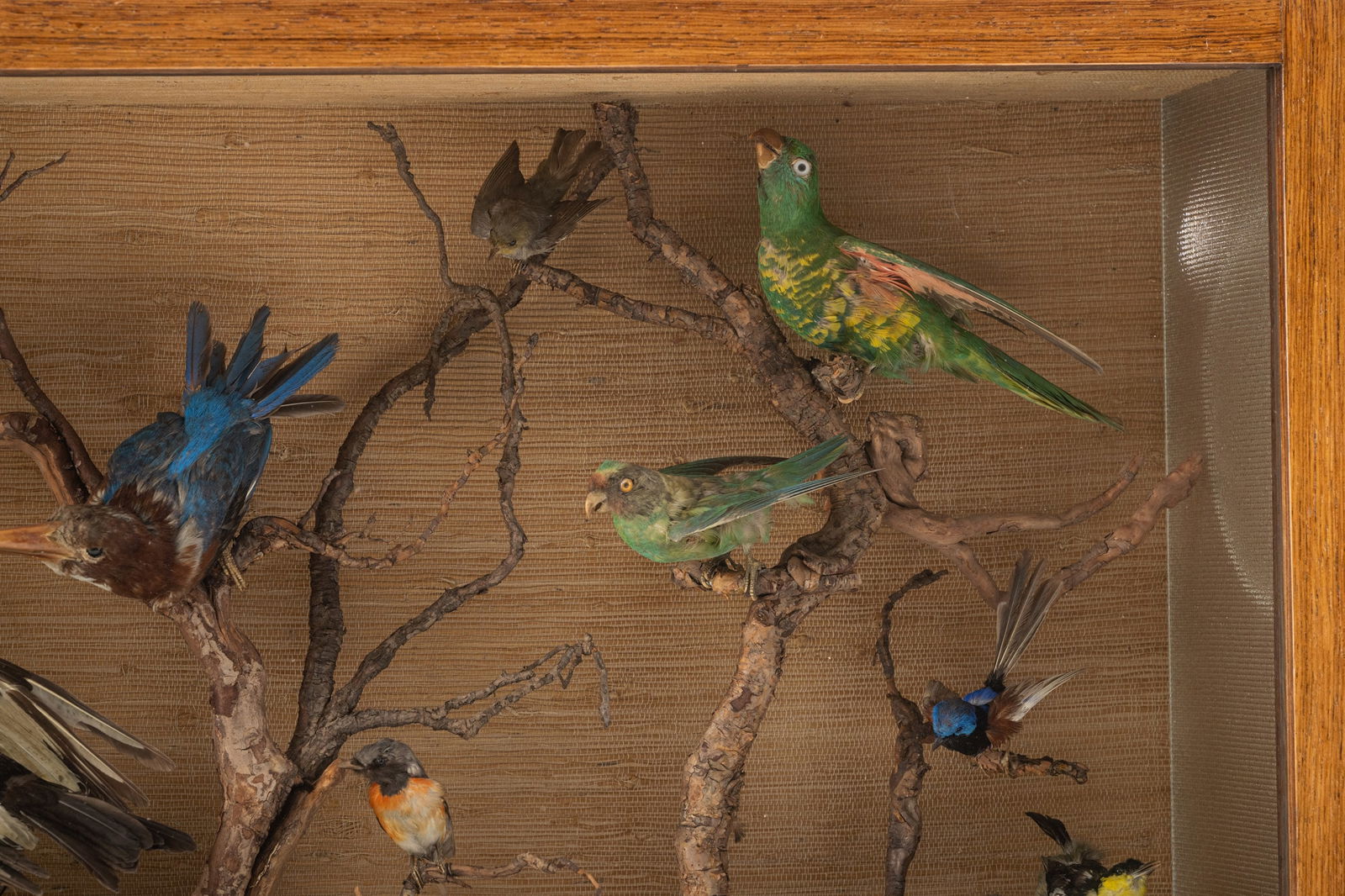 A DISPLAY CASE WITH STUFFED BIRDS - 4