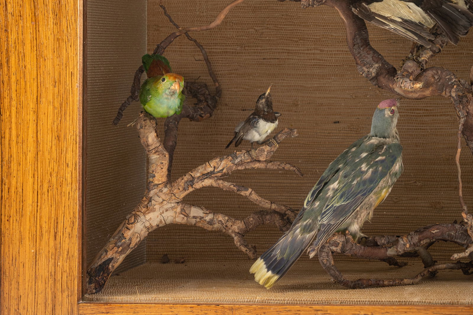 A DISPLAY CASE WITH STUFFED BIRDS - 5
