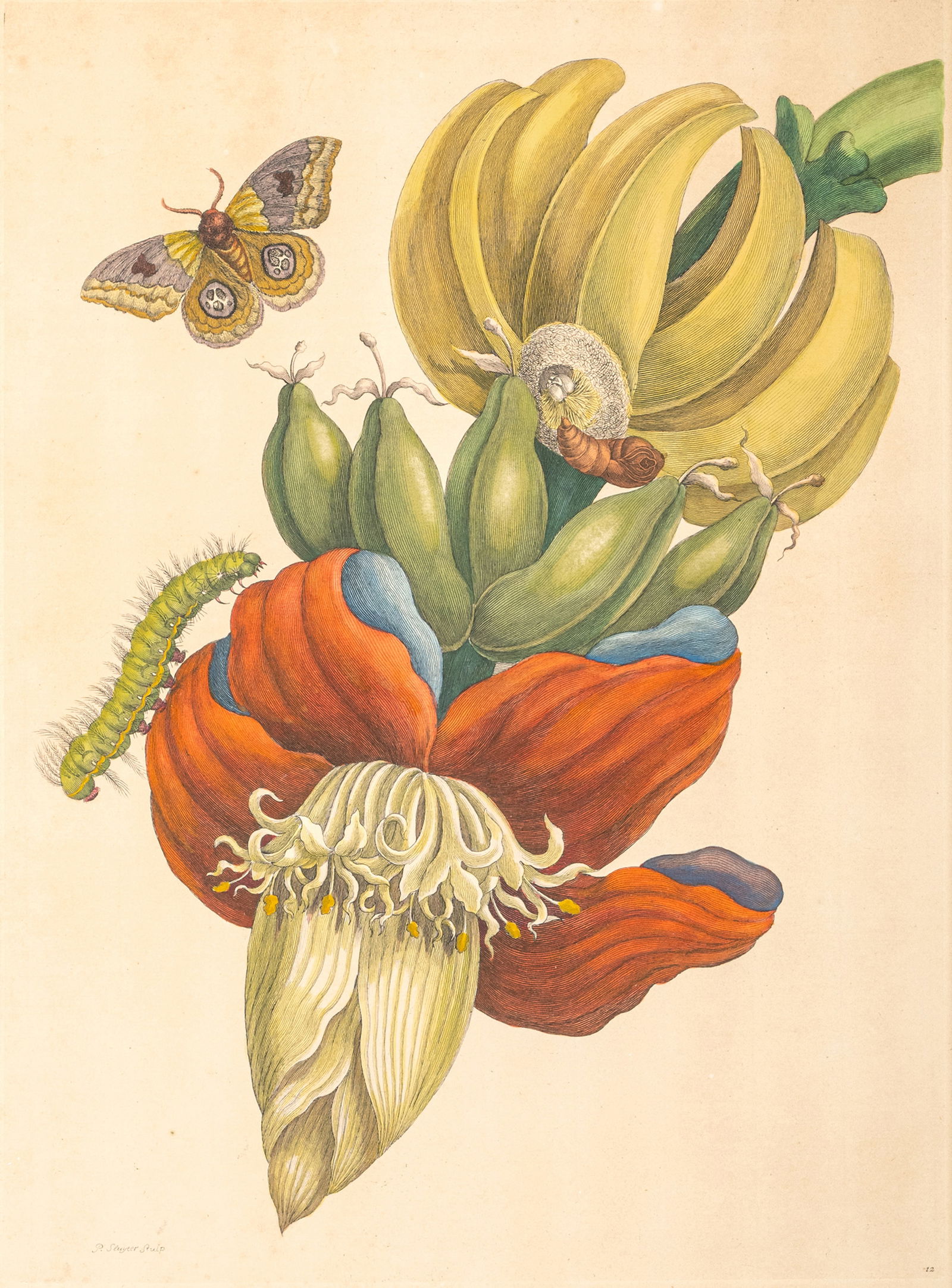 Merian, Maria Sibylla (after): Merian, Maria Sibylla (after) 1647 - 1717 ca.42 x 30 cm, R. Banana plants after M. S. Merian. 2 coloured copper engravings, one by Pieter Sluyter. Traces due to age.Merian, Maria Sibylla (nach) 1647