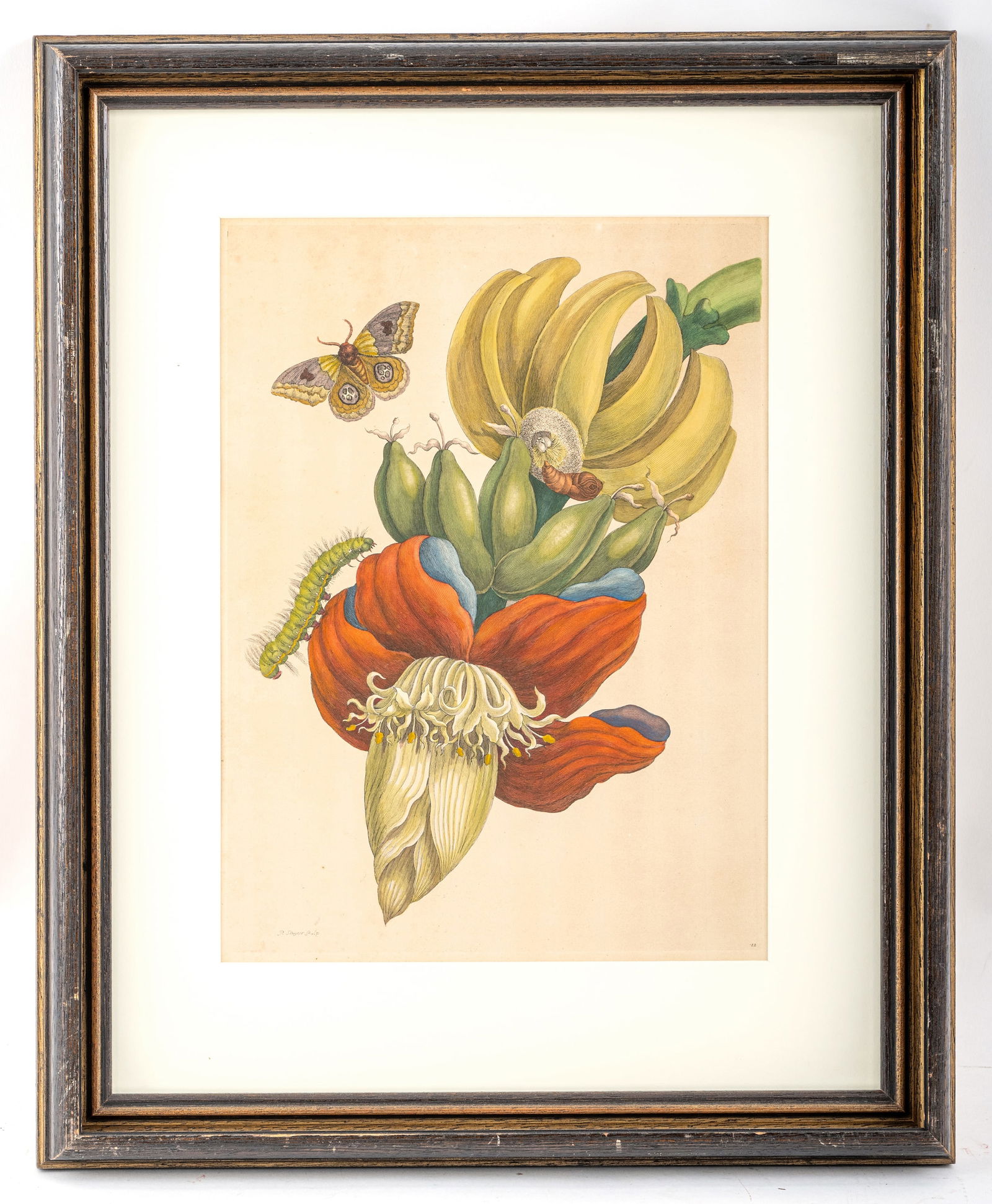 Merian, Maria Sibylla (after) - 2