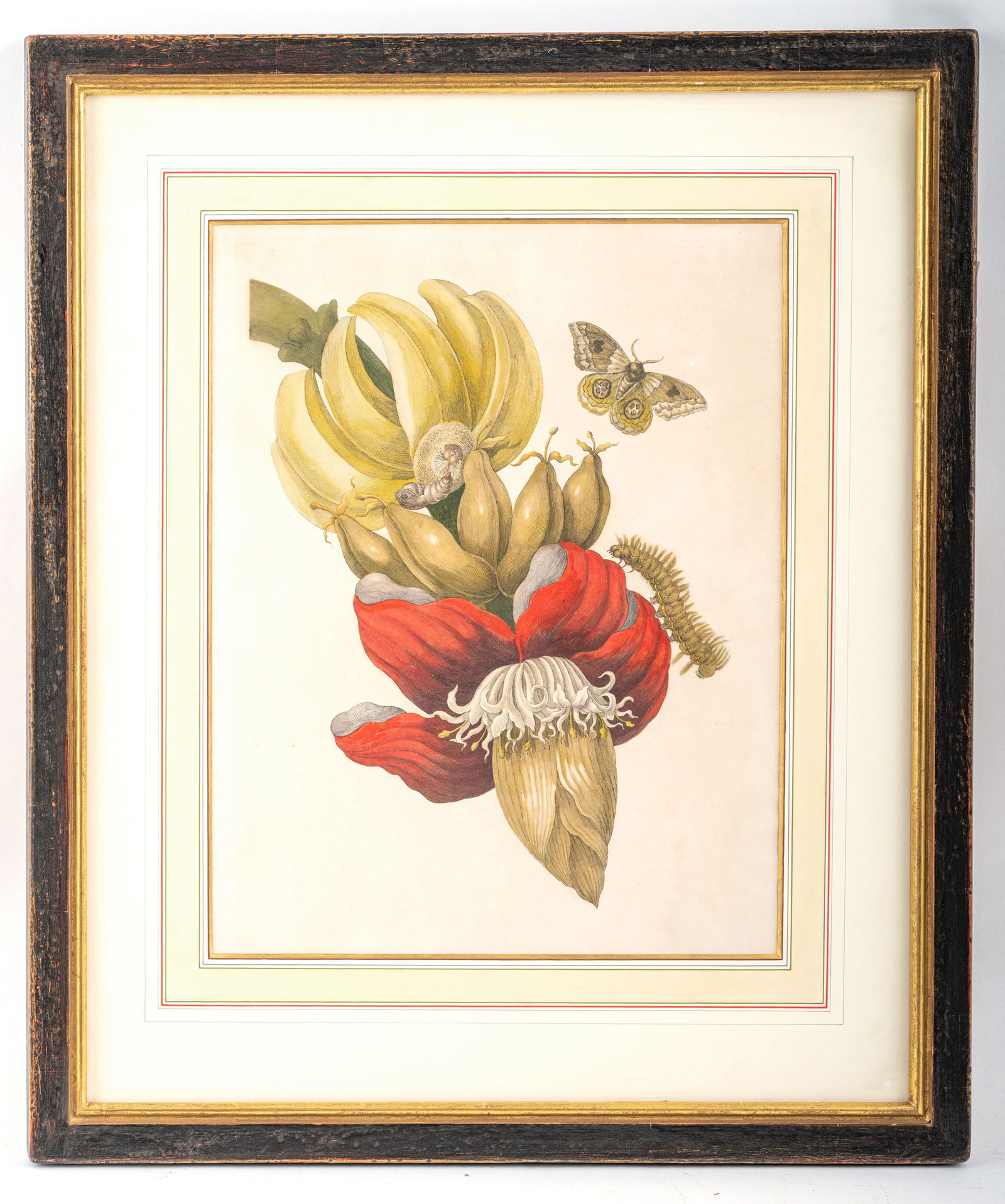 Merian, Maria Sibylla (after) - 3