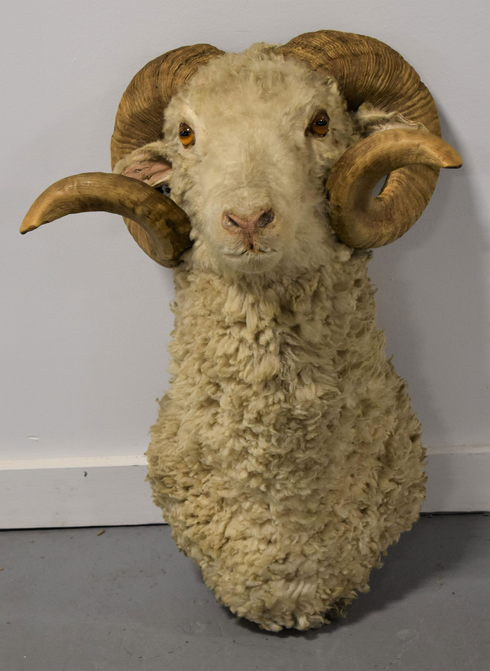 White Mountains Goat Rams Head Mount: 26" X 18" ,- DIRTY, SOOT AND IMPERFECTIONS