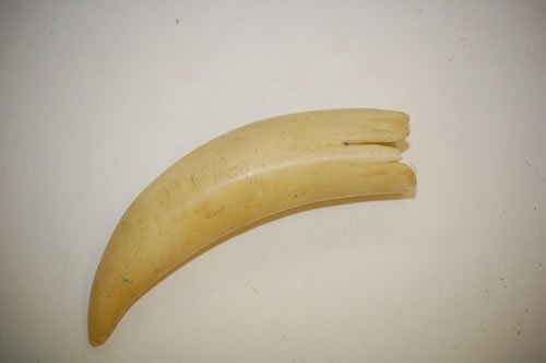 OLD 5" WHALE'S TOOTH