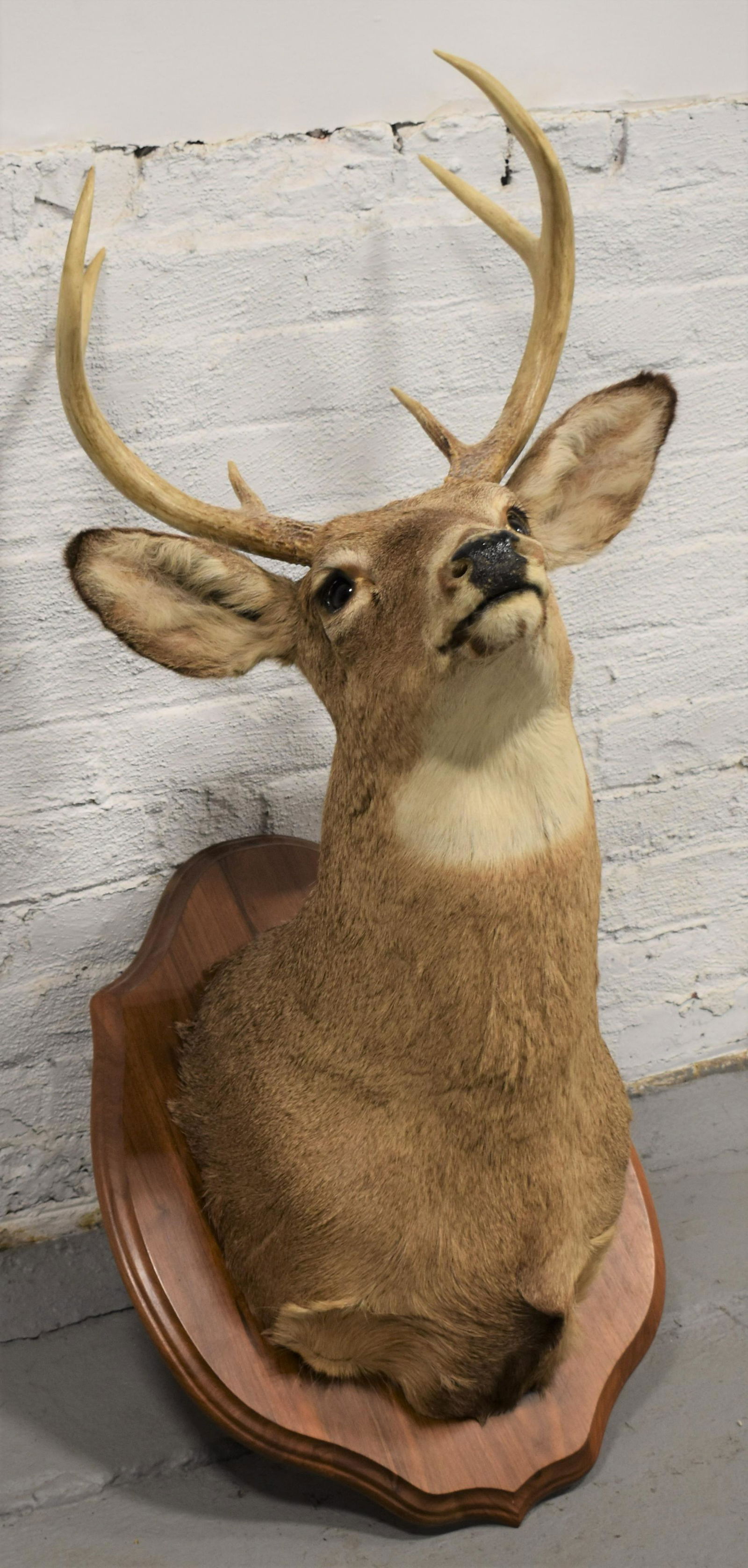 Deer Head Shoulder Mount (1 of 2)