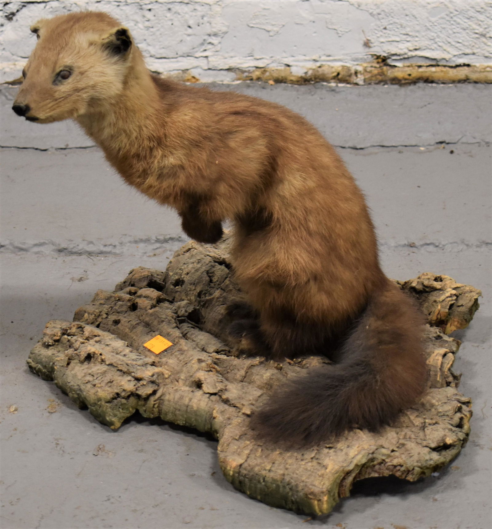 Marten Life Size Mount (1 of 2)