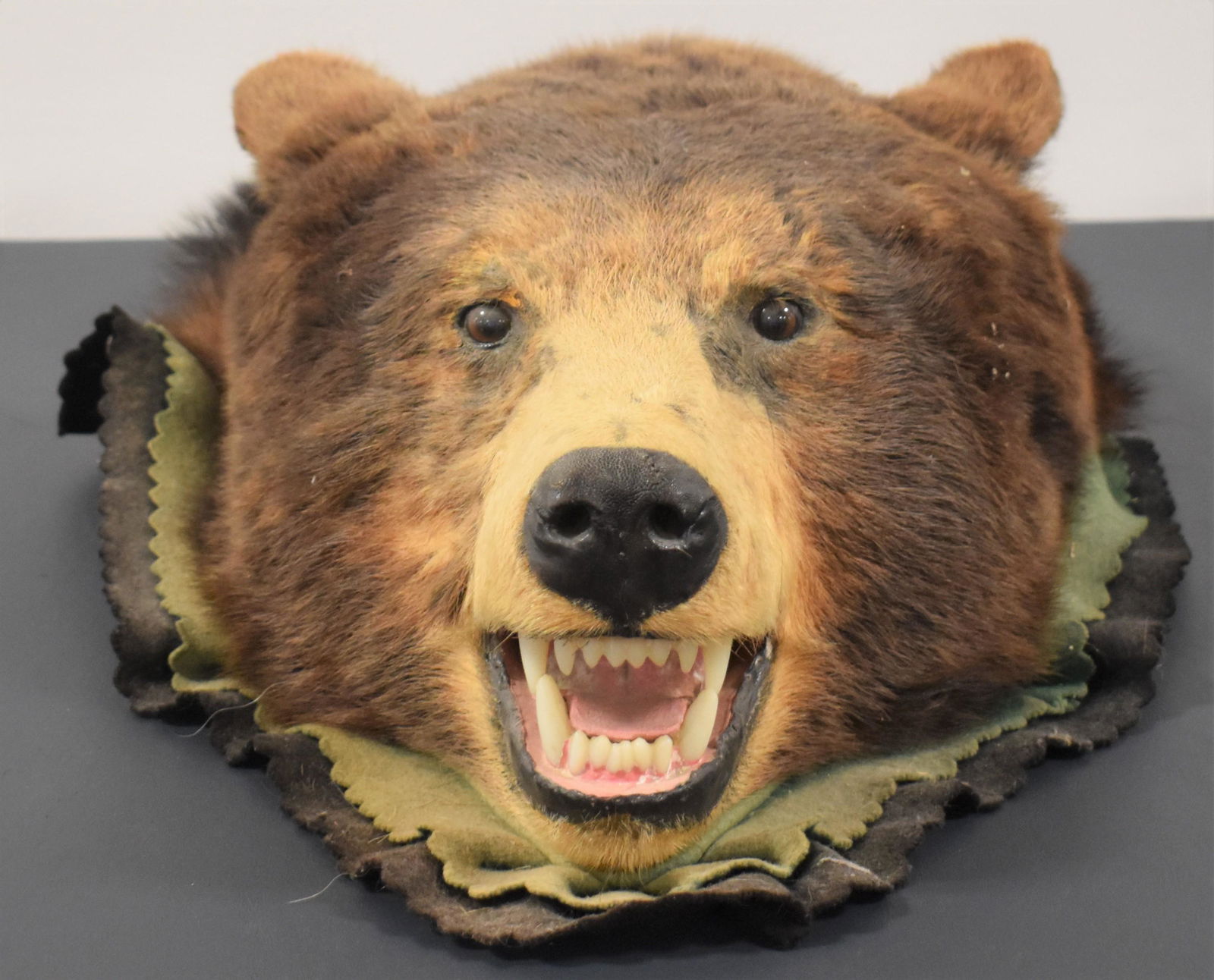 Bear Head Mount (1 of 2)