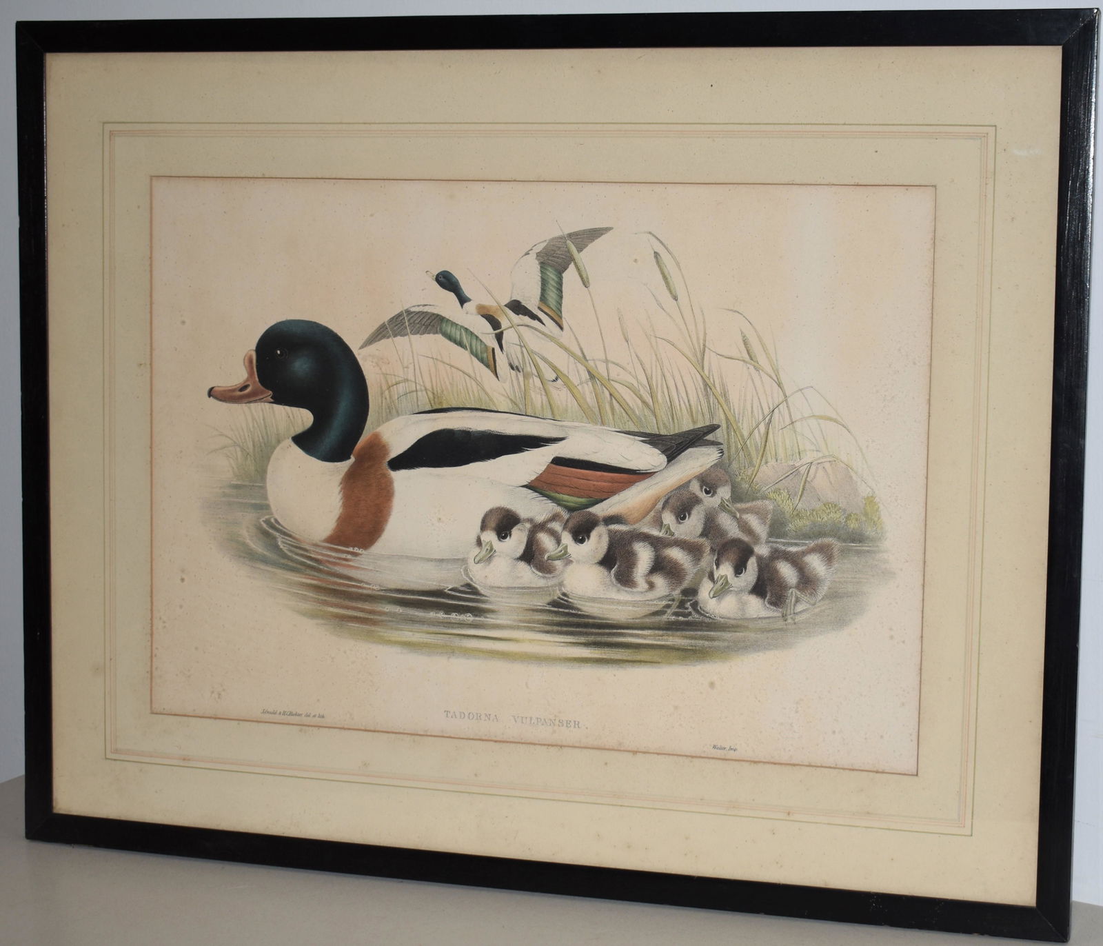 J. GOULD LITHOGRAPH W/ DUCKS (1 of 2)