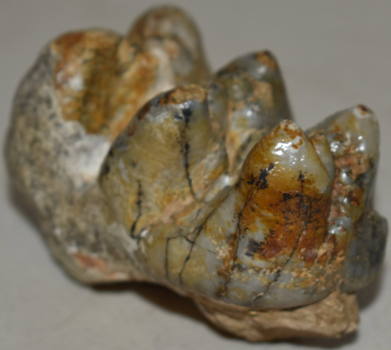 3 1/4" MASTODON TOOTH: NORTH AMERICAN MASTADON TOOTH - 3 1/4" L X 2" X 2" - AS IS