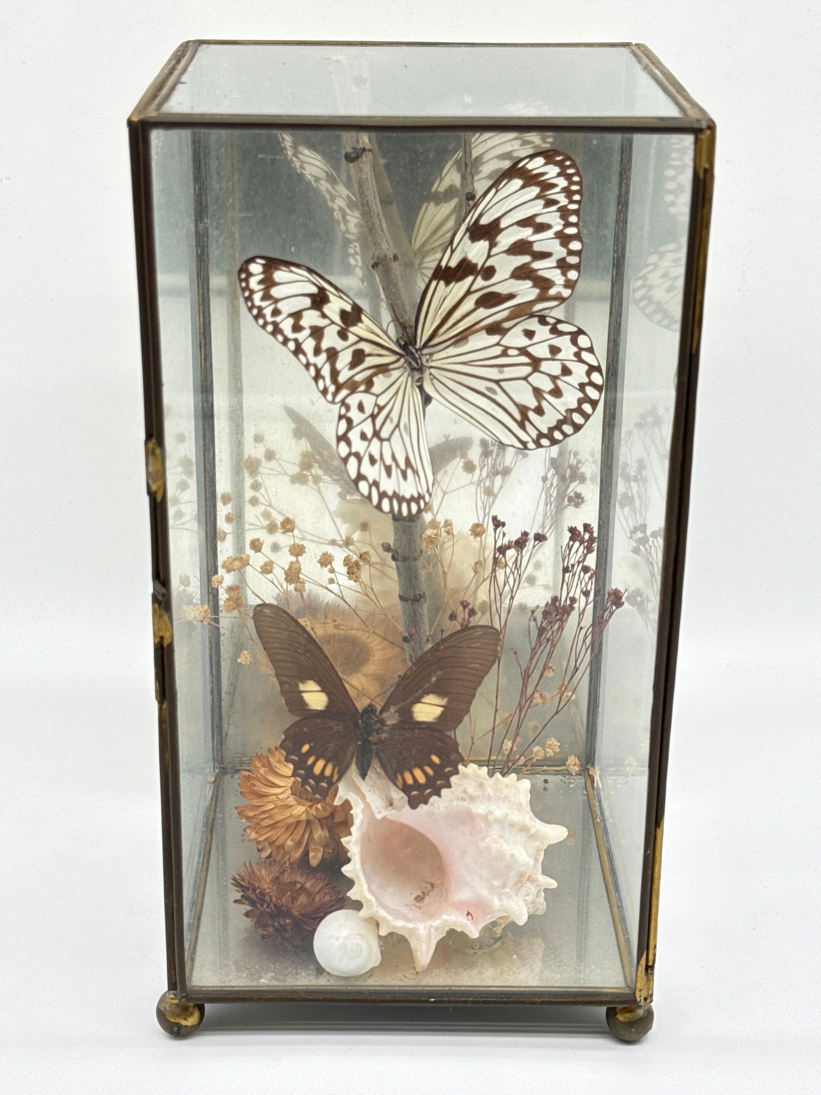 Framed Butterfly Specimen Diorama in Glass Case – Vintage Decor with Shells and Dried Flo(164 (1 of 7)