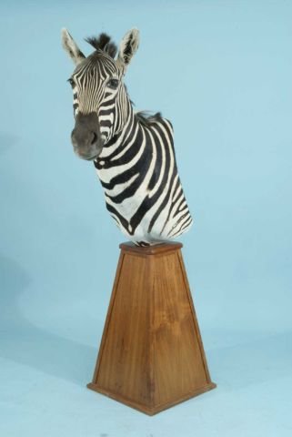 ZEBRA TROPHY ON WOODEN PLINTH: ZEBRA TROPHY ON WOODEN PLINTH. FOR SHIPPING PURPOSES THIS ITEM COMES WITH A PROFESSIONAL CRATE. Height: 68 in. by Width: 18 in. by Depth: 33 in.