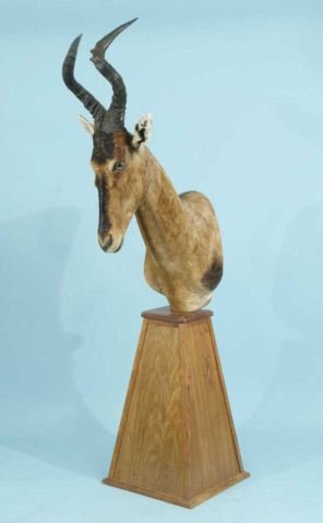 RED HARTEBEEST TROPHY ON WOODEN PLINTH: RED HARTEBEEST TROPHY ON WOODEN PLINTH. COMES WITH A PROFESSIONAL CRATE FOR SHIPPING PURPOSES. Height: 74 in. by Width: 16 in. by Depth: 31 in.
