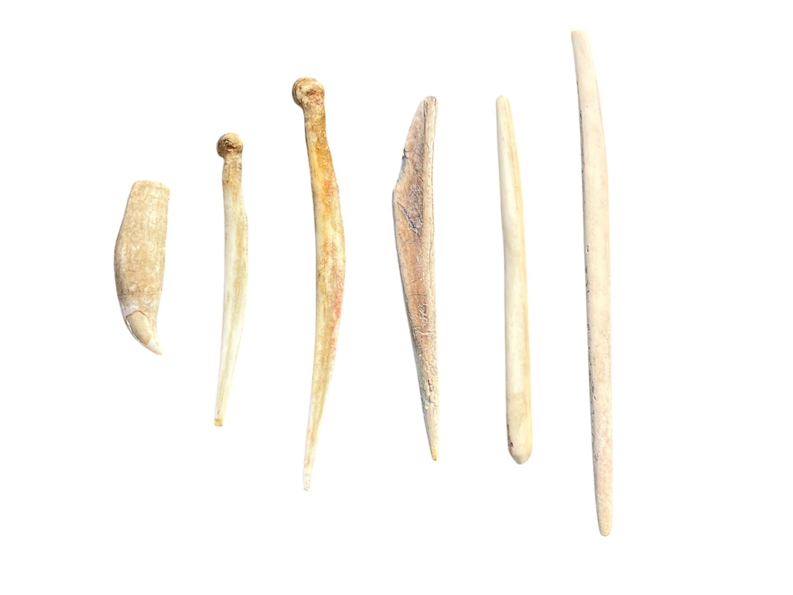 5 Bone Awls & Tooth. Florida: 5 bone awls found in FL and a tooth. Longest is 4 ¾”