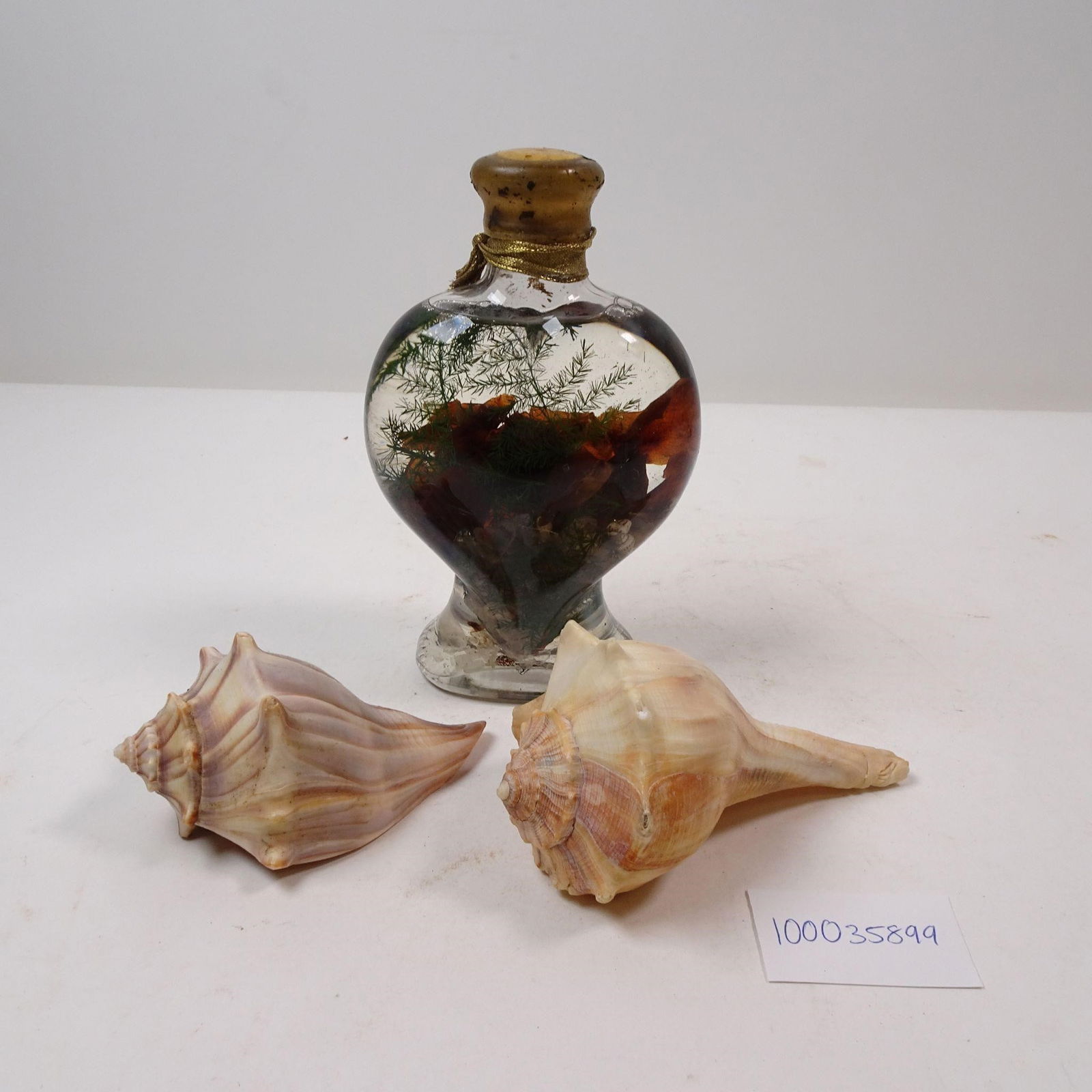 Heart Shaped Shell Jar and Whelk Shells (1 of 3)