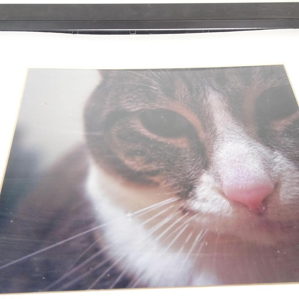 Framed Cat Close-Up Photography (1 of 6)