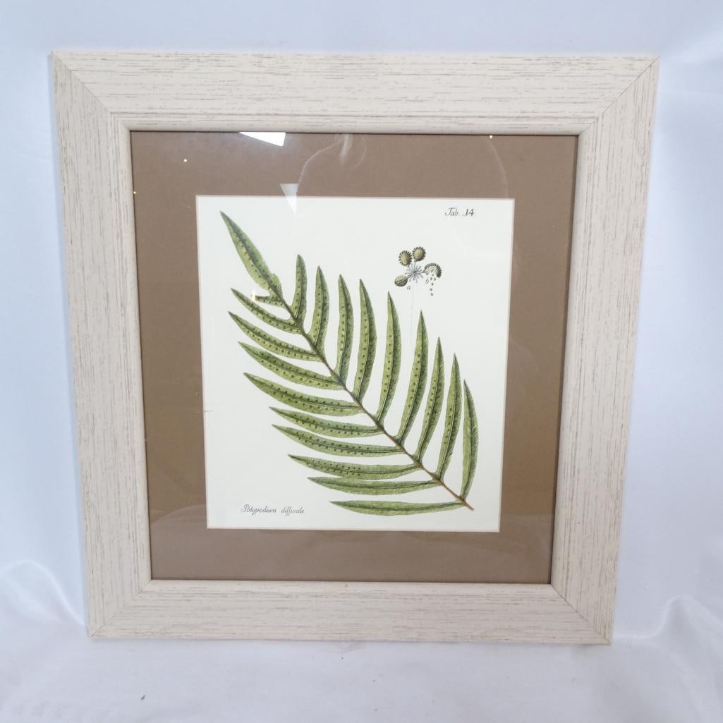 Framed Botanical Print ?Antique Fern I: Elegant framed botanical art print titled ?Antique Fern I? by Made on Earth. Features a detailed vintage-style fern illustration labeled Polypodium difforme, with soft green tones and classic