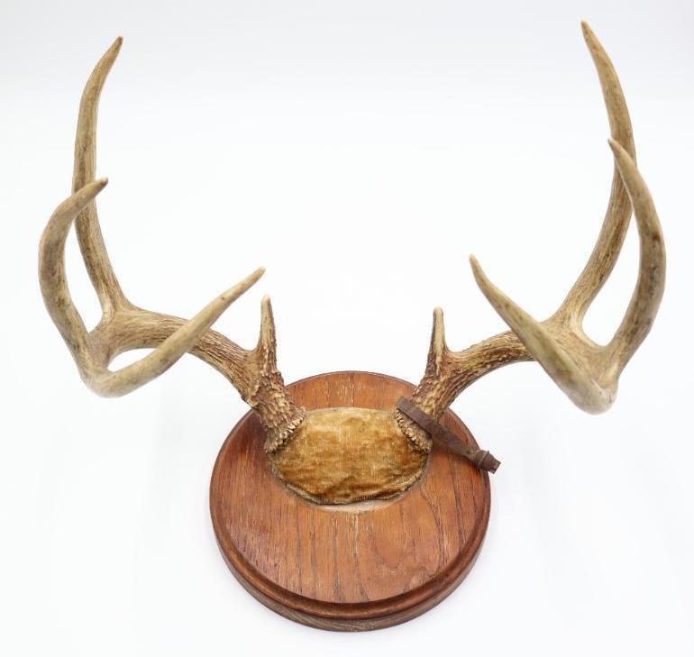 Vintage Deer Antlers with Original Metal Deer Hunting Tag (1 of 9)