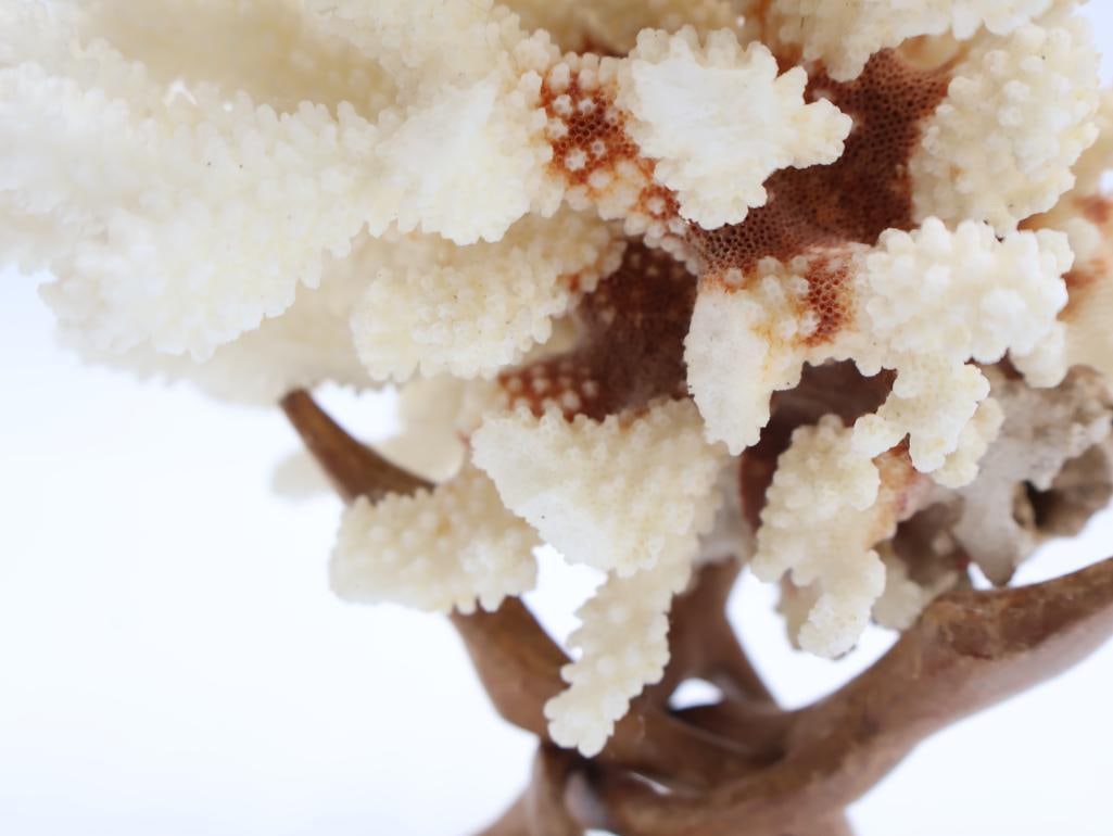 Collection of Coral and Large Conch Shell - 10