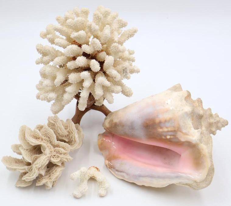 Collection of Coral and Large Conch Shell: Large conch conch shell, smaller and larger coral pieces. Large coral on stand has some broken prongs on bottom, please see all photos