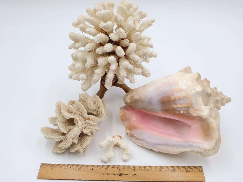Collection of Coral and Large Conch Shell - 2