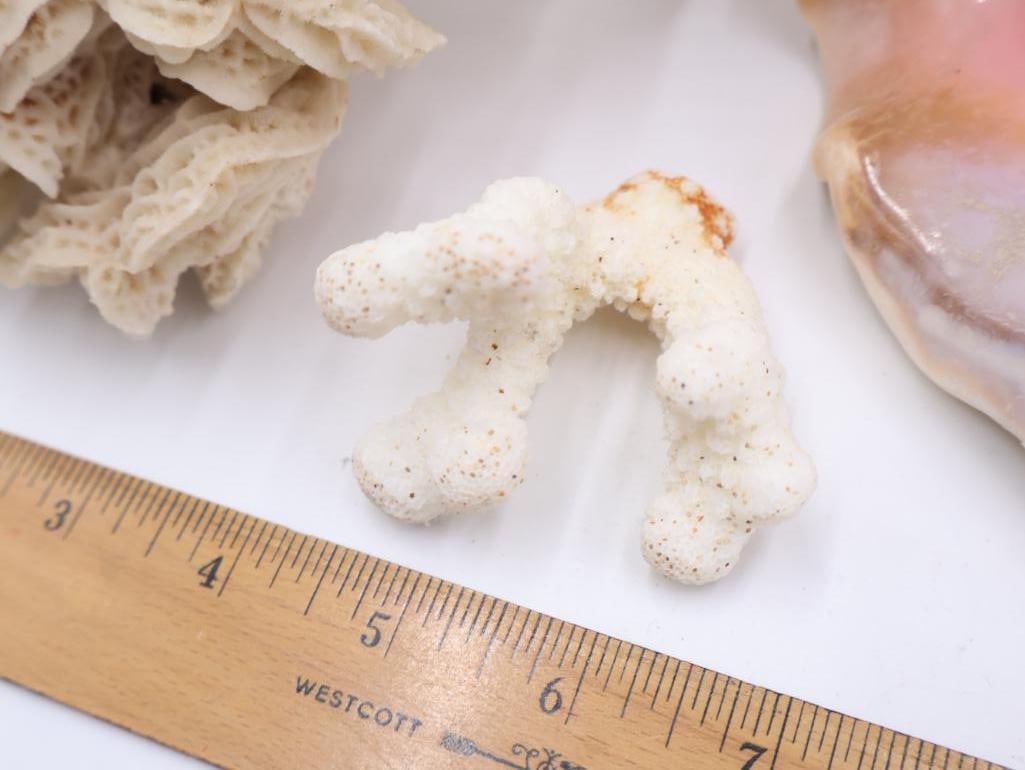 Collection of Coral and Large Conch Shell - 3