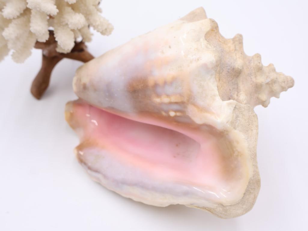 Collection of Coral and Large Conch Shell - 6
