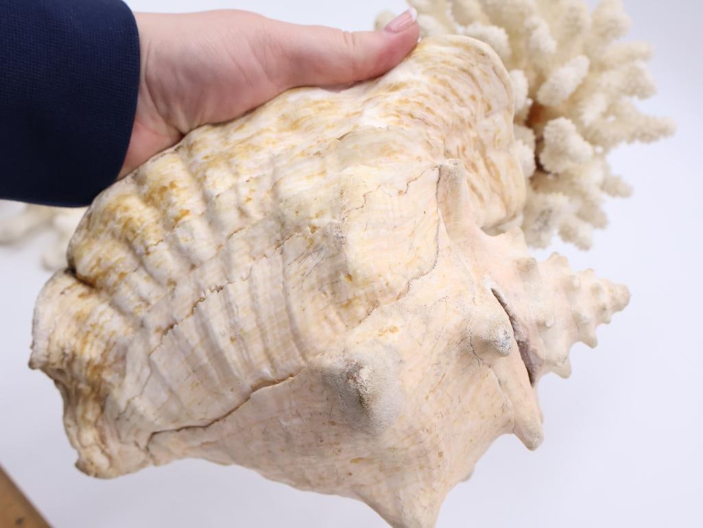 Collection of Coral and Large Conch Shell - 7