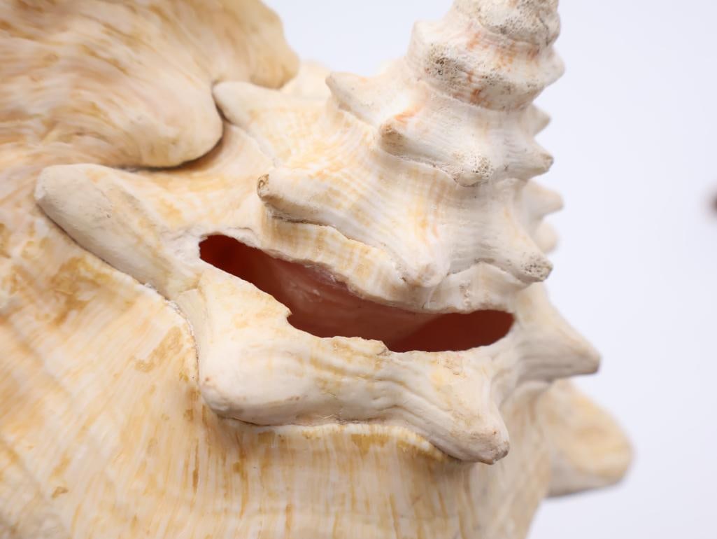 Collection of Coral and Large Conch Shell - 12