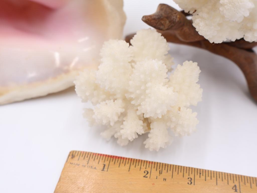 Collection of Coral and Large Conch Shell - 2
