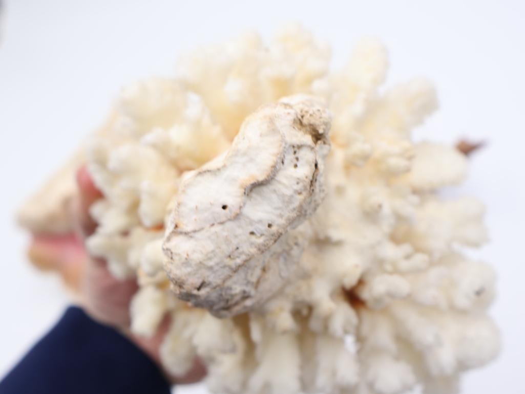 Collection of Coral and Large Conch Shell - 7