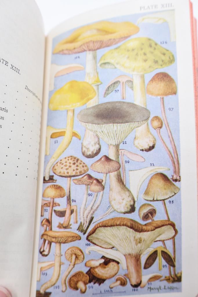 Vintage Putnam Field Book Nature Guide Collection - 20
