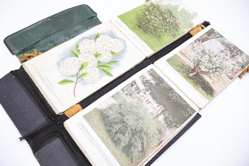 Antique Nursery & Tree Lithograph Sample Album - 11