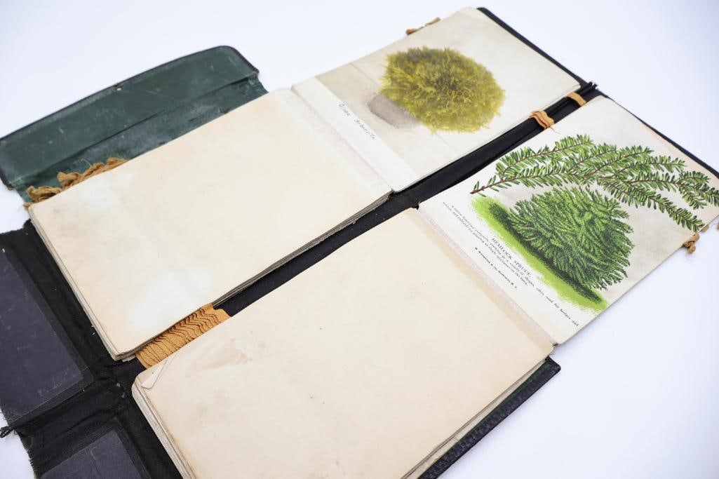 Antique Nursery & Tree Lithograph Sample Album - 12