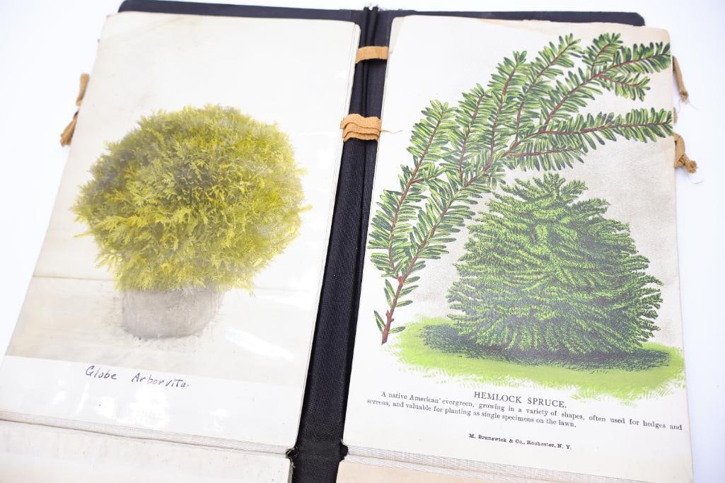 Antique Nursery & Tree Lithograph Sample Album - 13