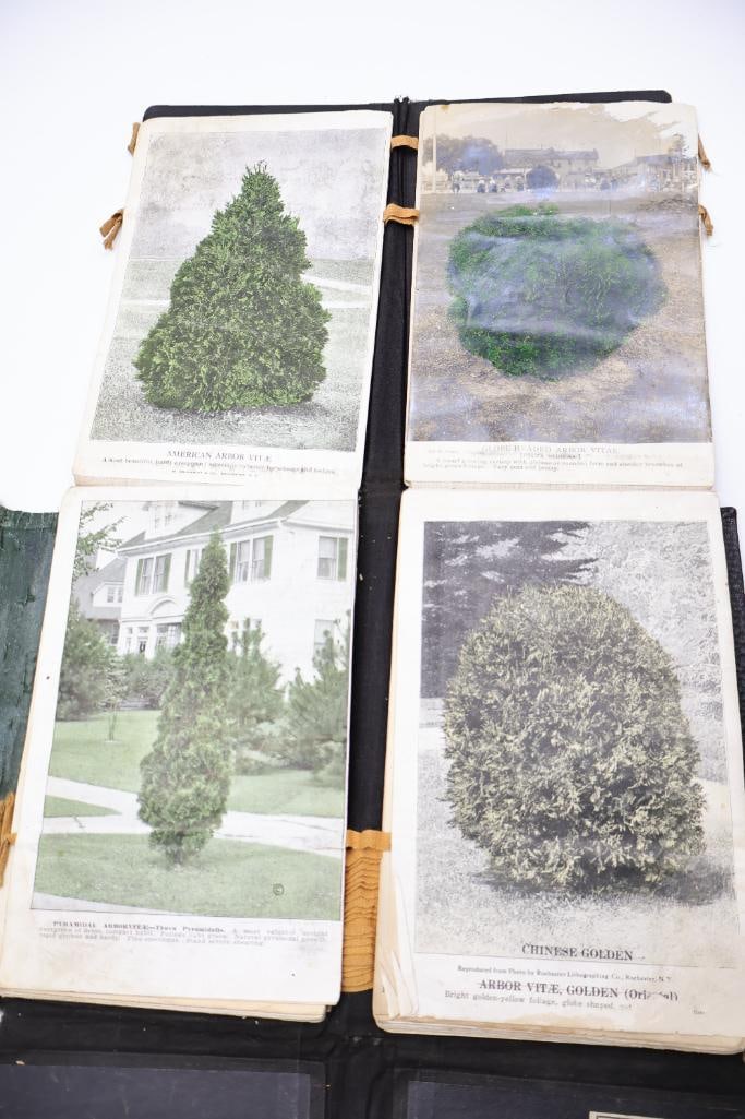 Antique Nursery & Tree Lithograph Sample Album - 14