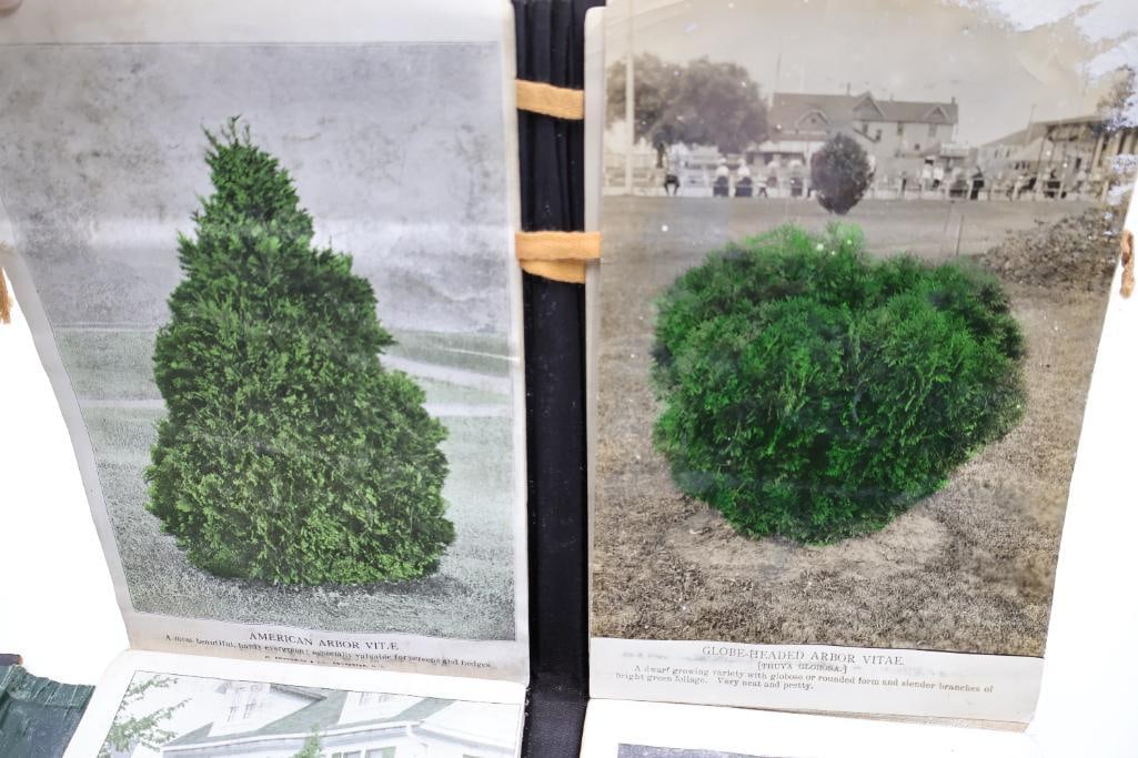 Antique Nursery & Tree Lithograph Sample Album - 15