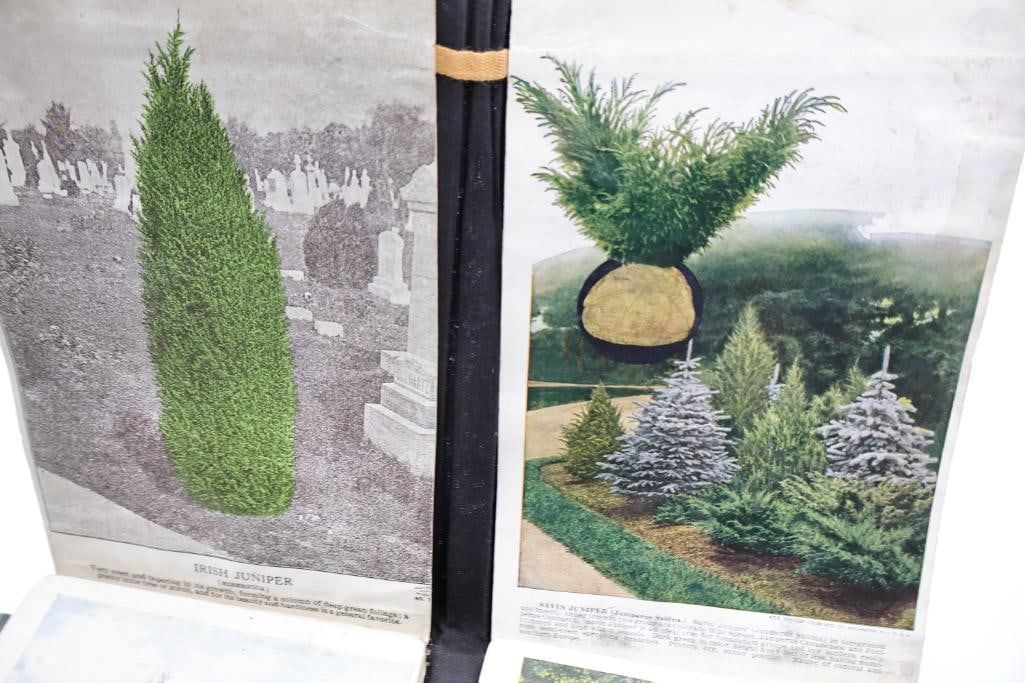 Antique Nursery & Tree Lithograph Sample Album - 16