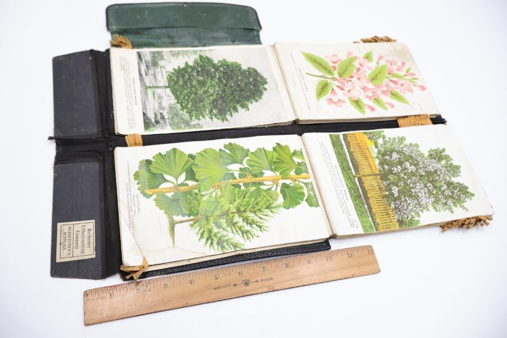 Antique Nursery & Tree Lithograph Sample Album - 2