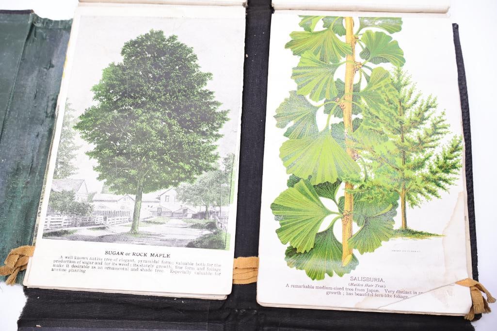 Antique Nursery & Tree Lithograph Sample Album - 4