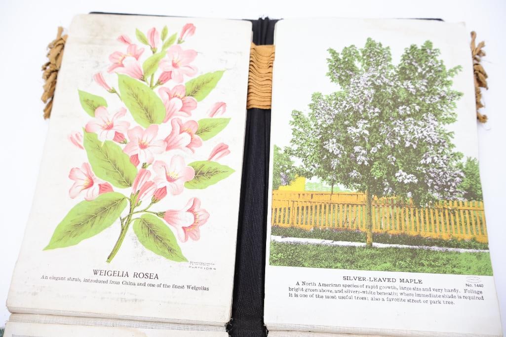 Antique Nursery & Tree Lithograph Sample Album - 5